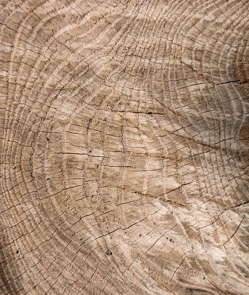 Fundo de textura de madeira velha. Textura de madeira castanha centenária — Fotografia de Stock