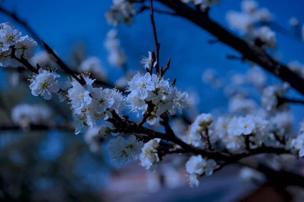 Baharda beyaz çiçeklerle çiçeklenme ağacı. Bahar — Stok fotoğraf