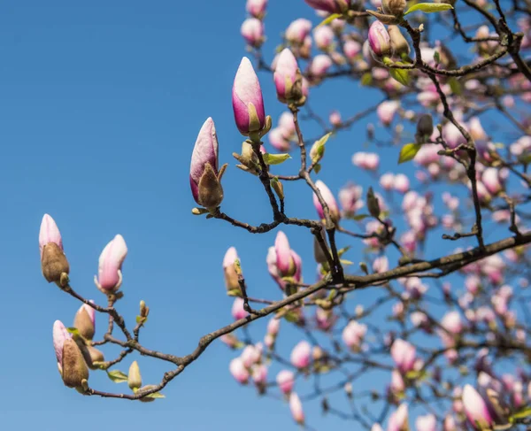 Pink flowers of Magnolia sulange — Stock Photo, Image