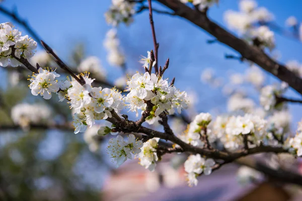 Blooming tree with white flowers in spring. Springtime — Stock Photo, Image