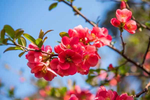 Fleurs de coing japonaises. Chaenomeles, petites fleurs rouges en sprin — Photo