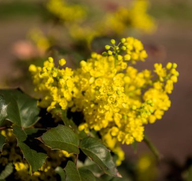 Mahonia aquifolium çalı çiçeklenme içinde bahar