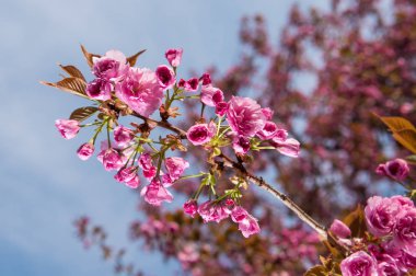 Pembe Japon kiraz ağacı çiçeği. Sakura.
