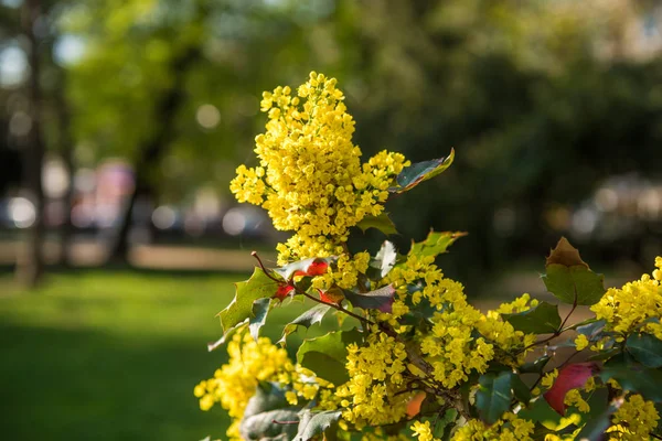 Mahonia υδροφώνιο θάμνος ανθίζει την άνοιξη — Φωτογραφία Αρχείου