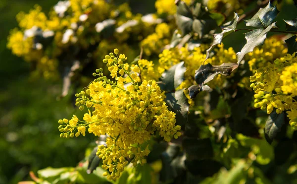 Mahonia aquifolium arbusto florescendo na primavera — Fotografia de Stock