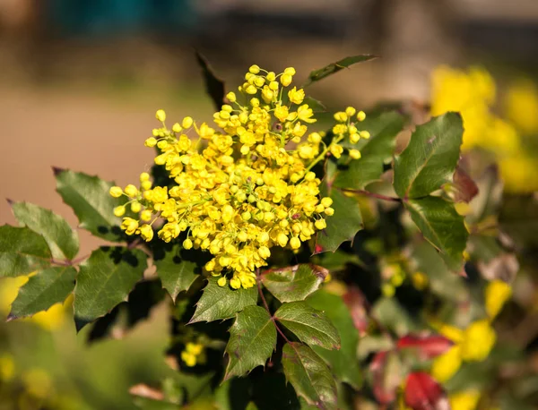 Mahonia υδροφώνιο θάμνος ανθίζει την άνοιξη — Φωτογραφία Αρχείου