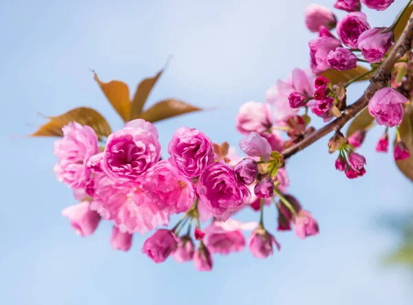 Rosa japanska cherry tree blossom. Sakura. — Stockfoto