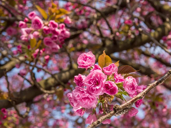 Roze Japanse kers-boom bloesem. Sakura. — Stockfoto