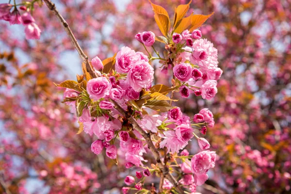 Pink Japanese cherry-tree blossom. Sakura. — Stock Photo, Image