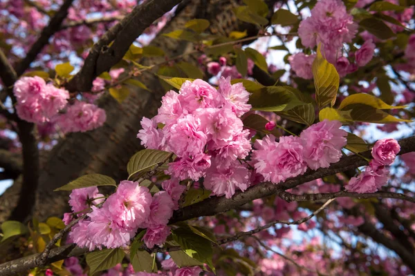 ピンクの日本桜の木の花。さくら. — ストック写真