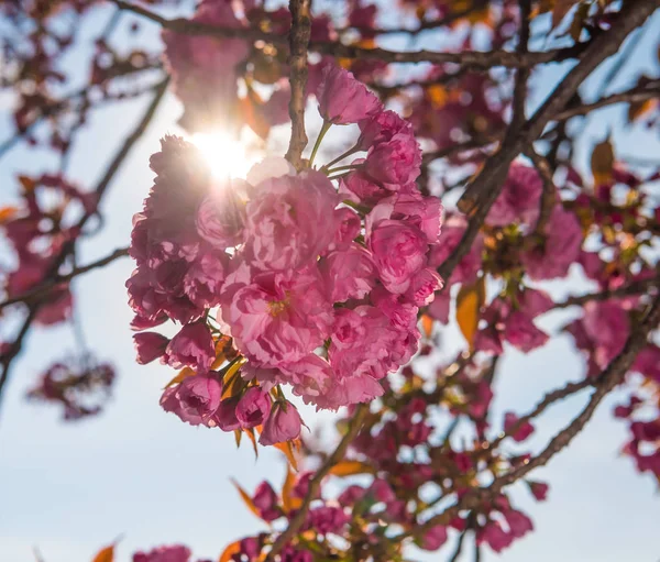 Rosa japanska cherry tree blossom. Sakura. — Stockfoto