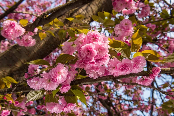 Pink Japanese cherry-tree blossom. Sakura. — Stock Photo, Image