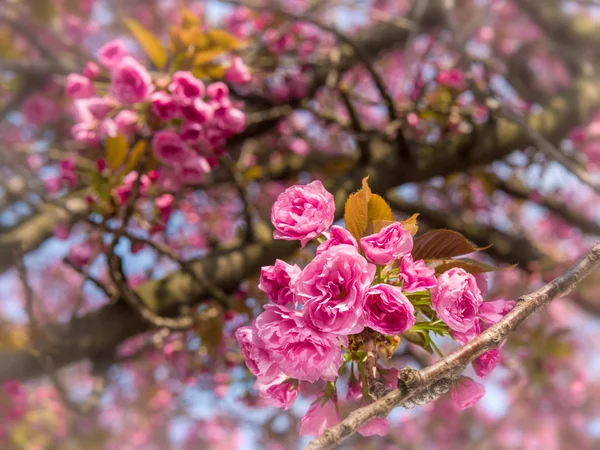 Pink Japanese cherry-tree blossom. Sakura. — Stock Photo, Image