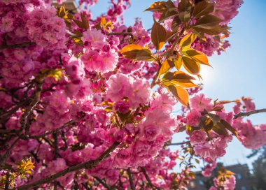 Pembe Japon kiraz ağacı çiçeği. Sakura