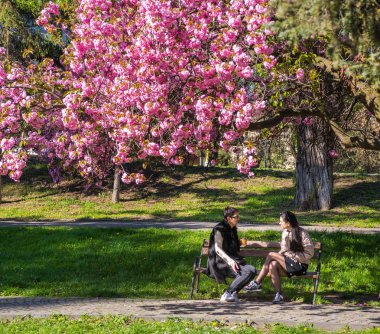 Uzhgorod, Ukrayna 16 Nisan 2019: Uzhg 'da Sakura çiçek açtı