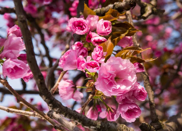 Rosa japanska cherry tree blossom. Sakura — Stockfoto