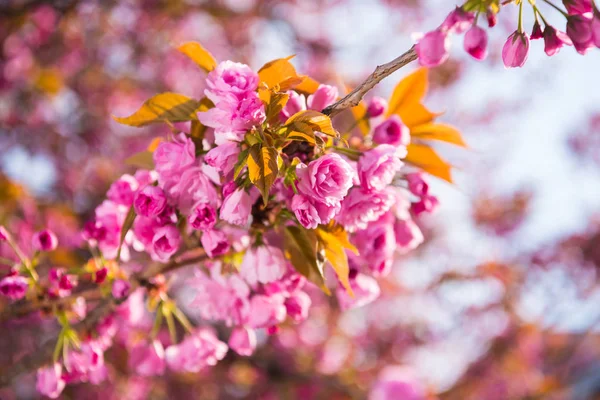 Rosa japanska cherry tree blossom. Sakura — Stockfoto