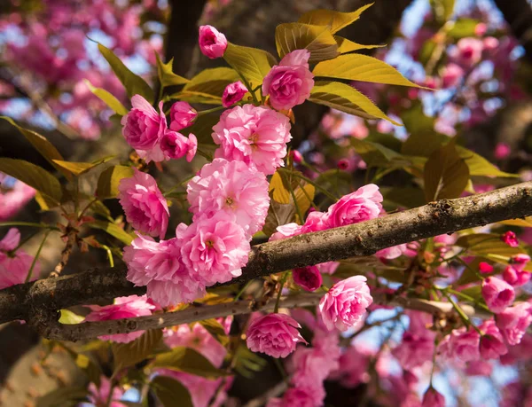 Pink Japanese cherry-tree blossom. Sakura — Stock Photo, Image