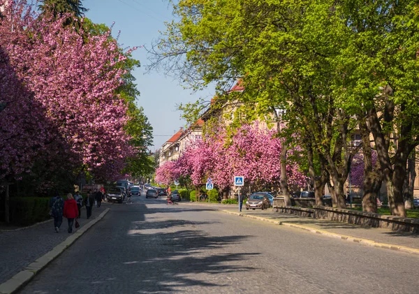 Uzhgorod, Ukrayna 16 Nisan 2019: Uzhg 'da Sakura çiçek açtı — Stok fotoğraf