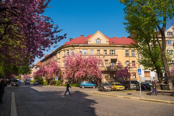 УЖХГОРОД, УКРАИНА - 16 апреля 2019 года: цветение сакуры в Ужге — стоковое фото