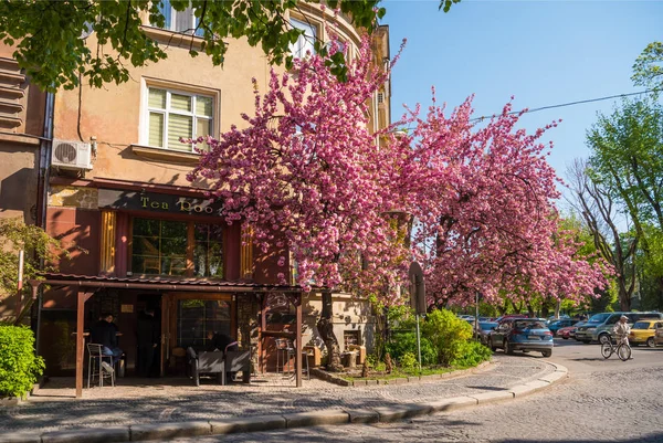 Oezjgorod, Oekraïne, 16 april 2019: Sakura bloeit op in Oezjg — Stockfoto