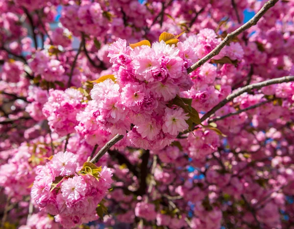 Pink Japanese cherry-tree blossom. Sakura — Stock Photo, Image