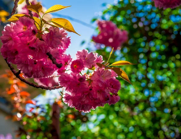 Rosa japanska cherry tree blossom. Sakura — Stockfoto