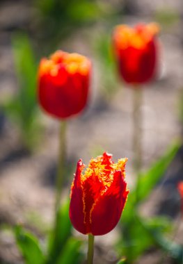 Parlak güneşli bir günde lale grubu