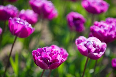 Parlak güneşli bir günde lale grubu