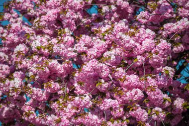 Pembe Japon kiraz ağacı çiçeği. Sakura