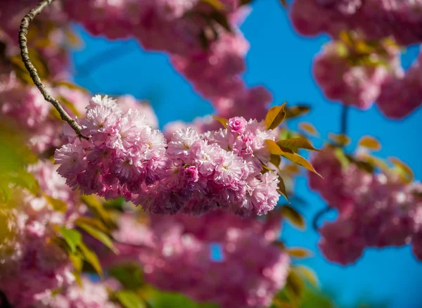 Pink Japanese cherry-tree blossom. Sakura — Stock Photo, Image