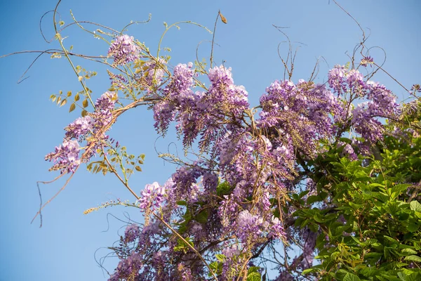 Flor Wisteria plantas contra el cielo azul — Foto de Stock