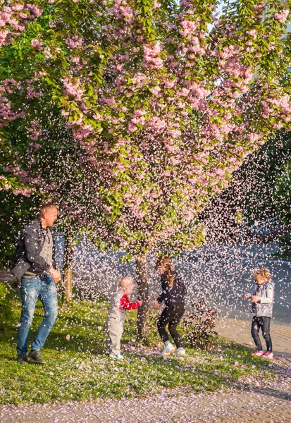 Użgorod, Ukraina 25 kwietnia 2019: Sakura kwitnie w Użg — Zdjęcie stockowe