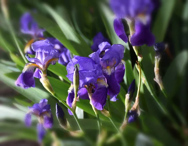 Bloeiende paarse Iris in de lente — Stockfoto