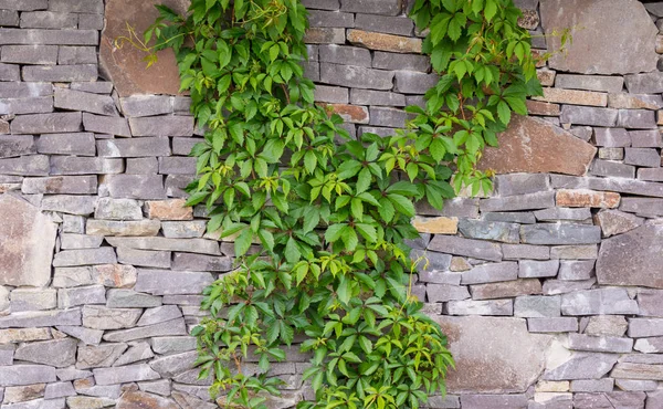 Edera verde su un muro di pietra — Foto Stock