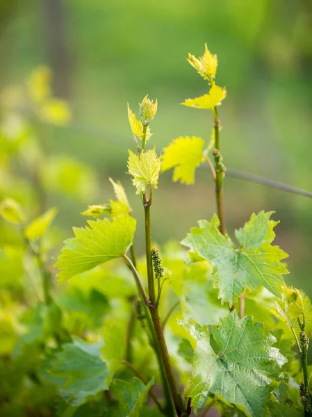 Closeup of grape vine leaves