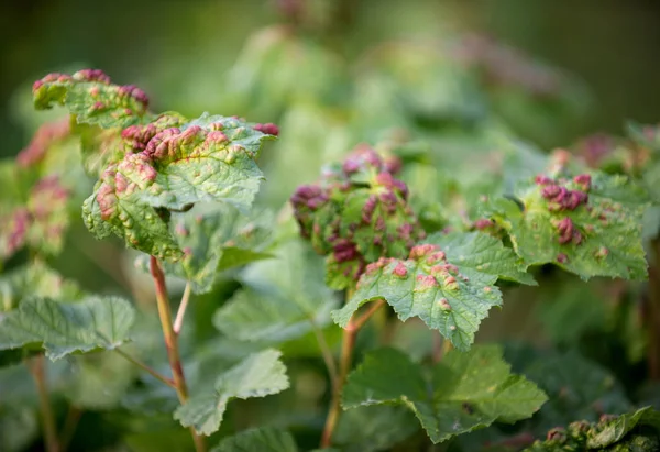 Ill leaves of currant infected by gallic aphids — Stock Photo, Image