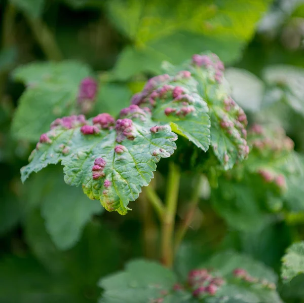 Ill leaves of currant infected by gallic aphids — Stock Photo, Image