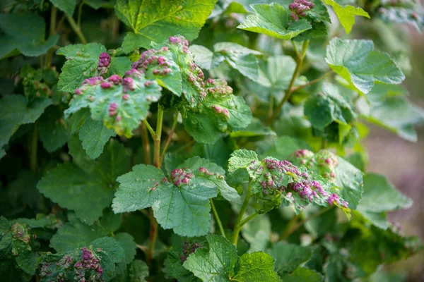 Ill leaves of currant infected by gallic aphids — Stock Photo, Image