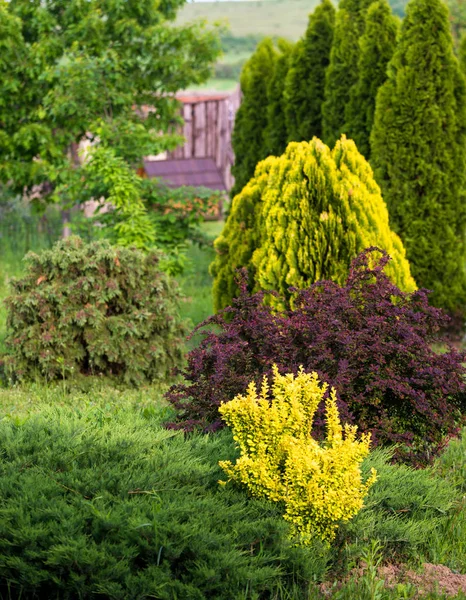 Декоративный сад с деревьями и растениями весной — стоковое фото