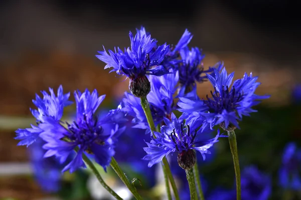 Bouquet of blue cornflower — Stok Foto