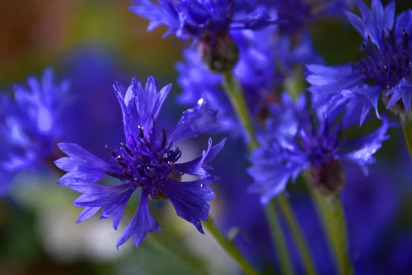 青いコーンフラワーの花束 — ストック写真