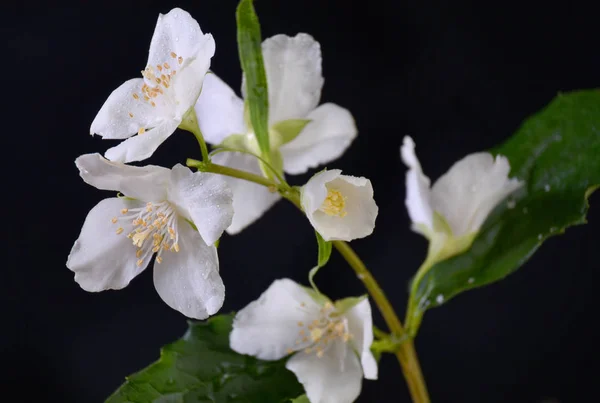 재스민 꽃의 꽃 가지 — 스톡 사진