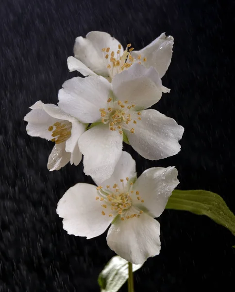 O ramo de flor de flores de jasmim — Fotografia de Stock