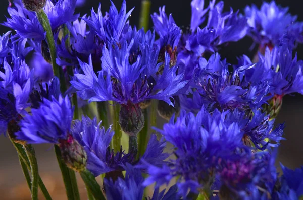Bouquet of blue cornflower — Stok Foto