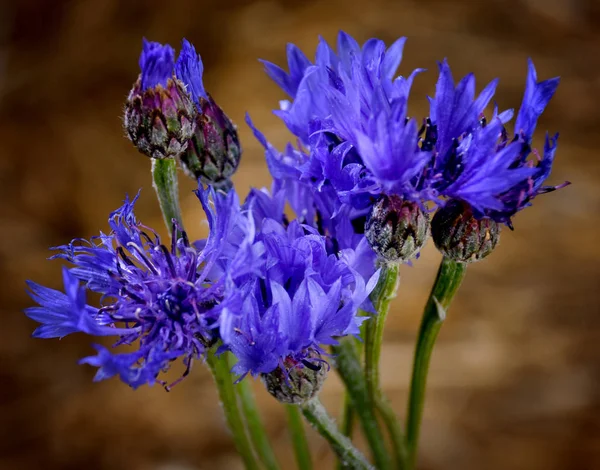 Ramo de aciano azul — Foto de Stock