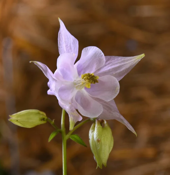 아키레기아의 장미꽃 — 스톡 사진