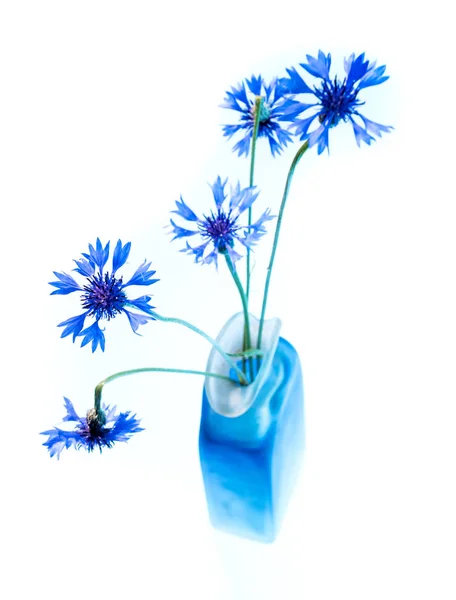 꽃병에 아름다운 푸른 옥수수 꽃과 정물 생활 — 스톡 사진