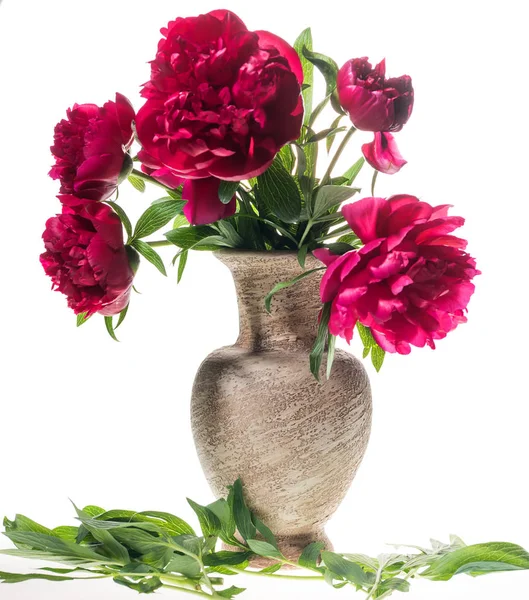 Vida morta artística com peônias vermelhas em vaso — Fotografia de Stock