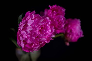 Pembe şakayıkile sanatsal natürmort 